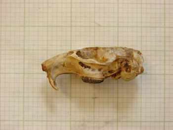 Media type: image;   Mammalogy 26346